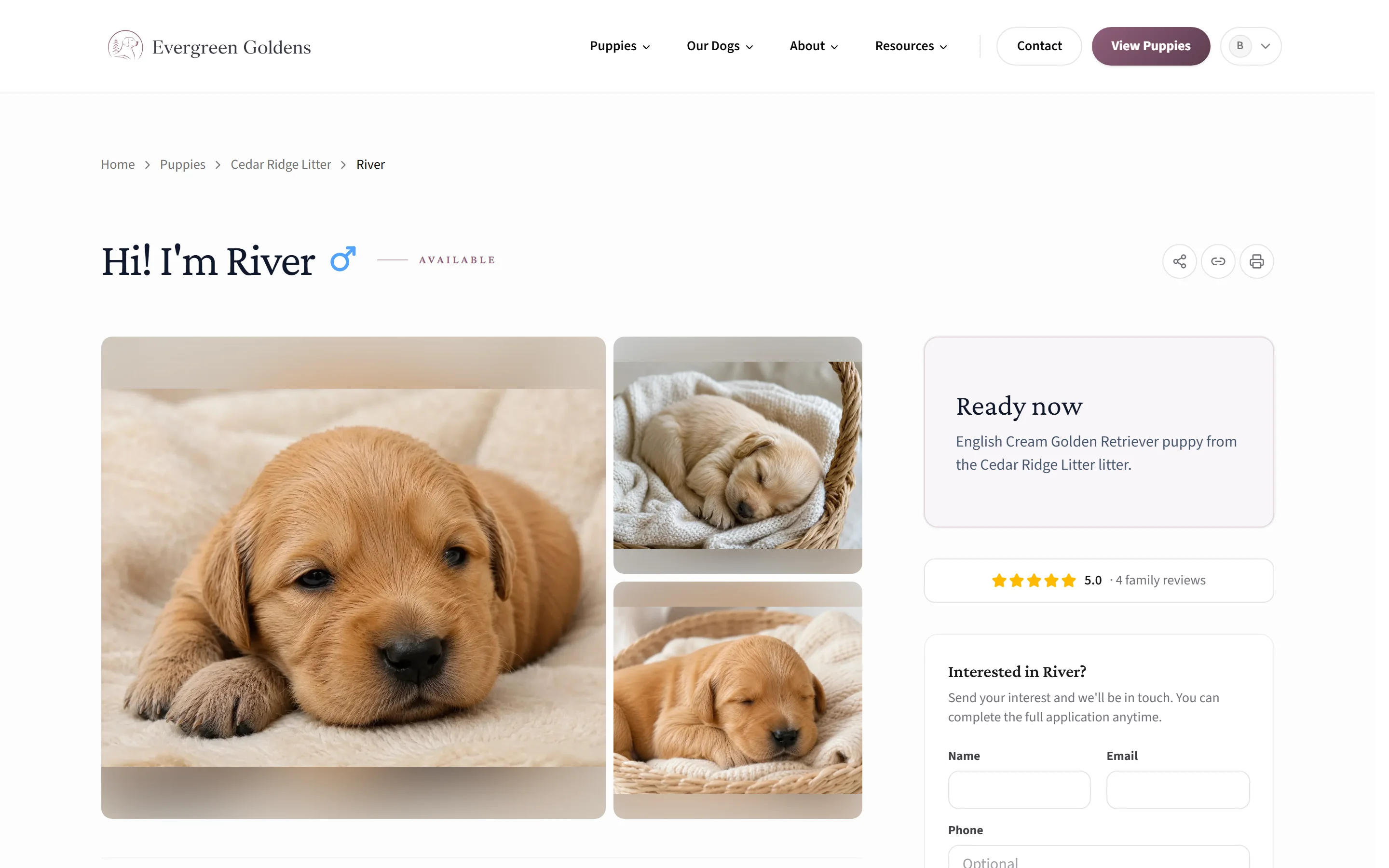 A puppy page on a breeder site, with photos, status, and a ready-now panel
