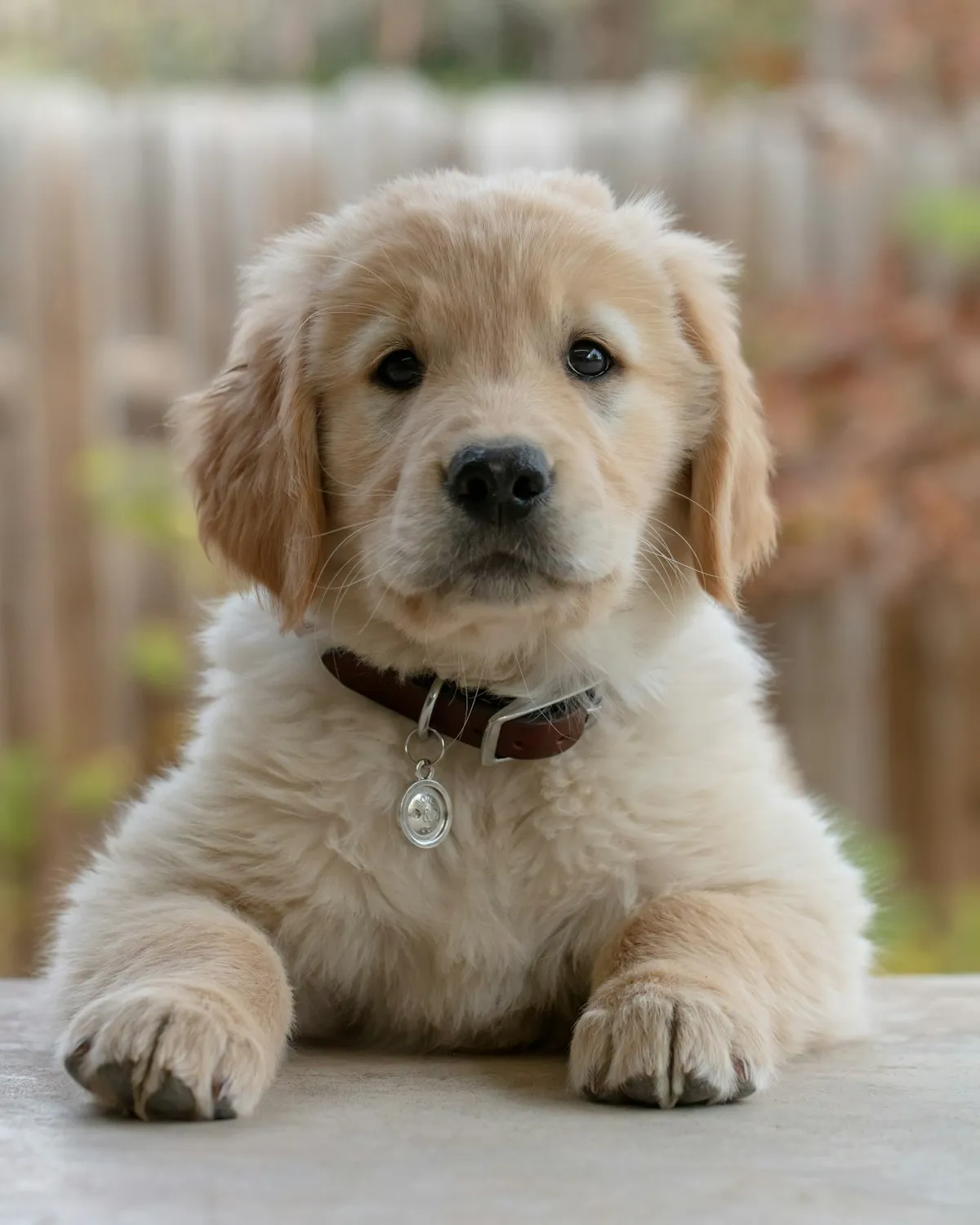 Puppy in an example introduction